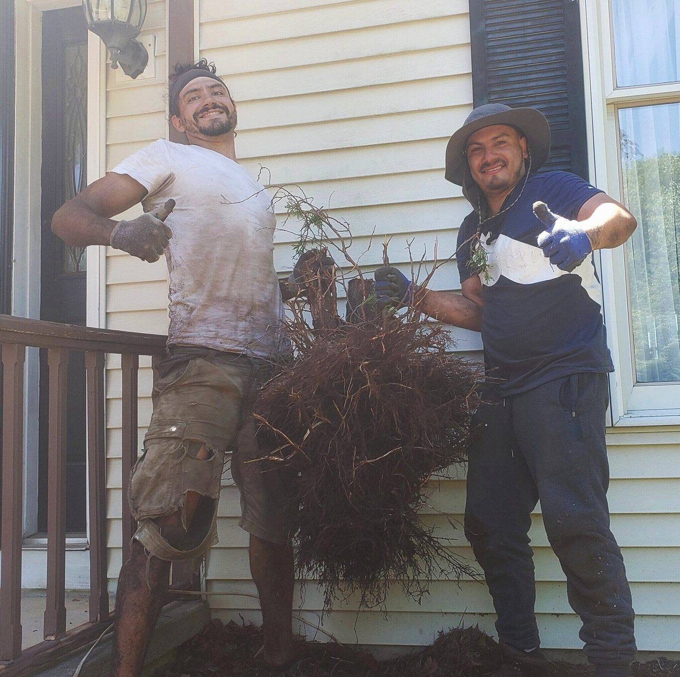 Two crew members grinning while carrying a large root ball