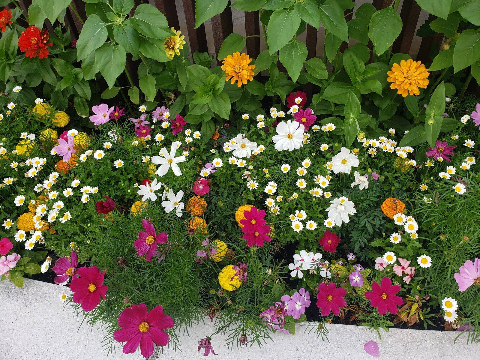 A planter full of cosmos and zinnias in bloom