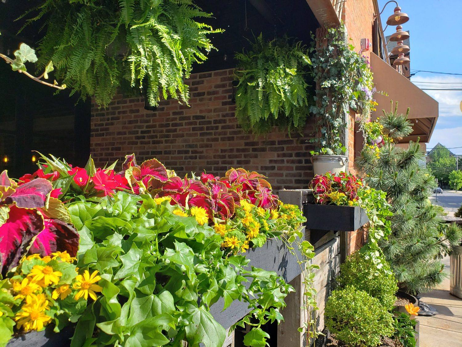 Lush storefront window boxes with ferns and coleus
